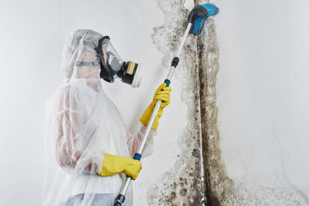 Best Attic Mold Removal  in Simpson, PA