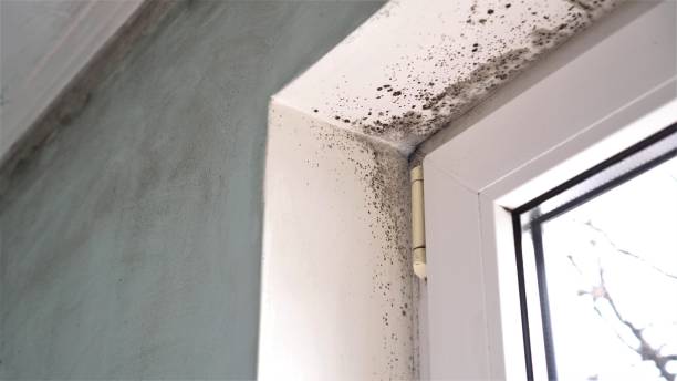 Best Professional Mold Removal  in Simpson, PA