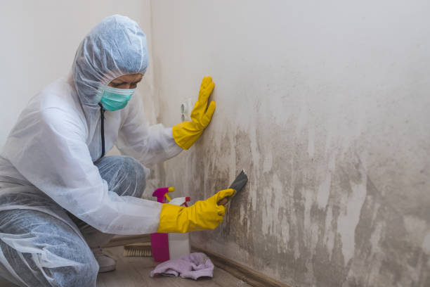 Trusted Simpson, PA Mold Removal Experts
