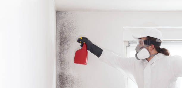 Mold Testing and Removal in Simpson, PA