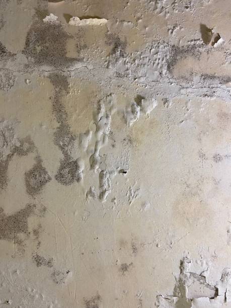 Best Mold Testing and Removal  in Simpson, PA