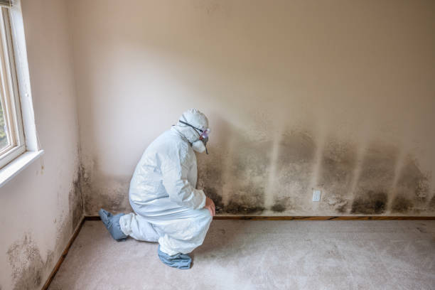 Best Mold Removal Specialists  in Simpson, PA