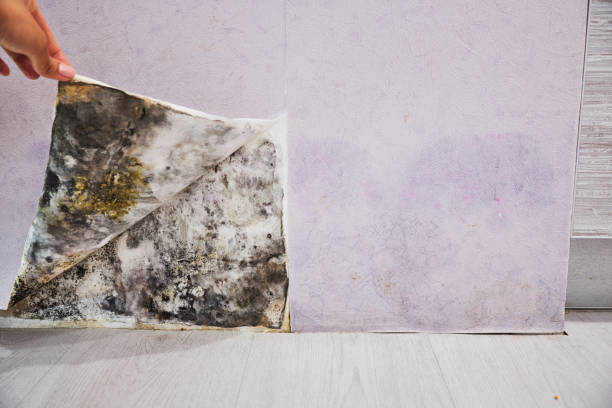 Best Affordable Mold Removal  in Simpson, PA